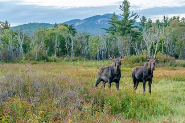 Milan, NH Real Estate & Homes for Sale